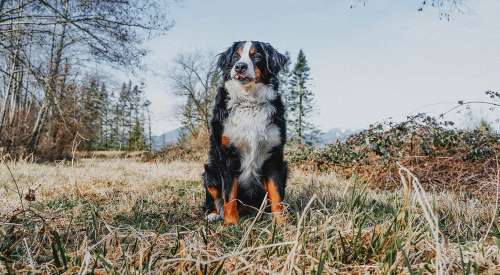 Bernese Mountain Dog outside in grassy area with tongue out