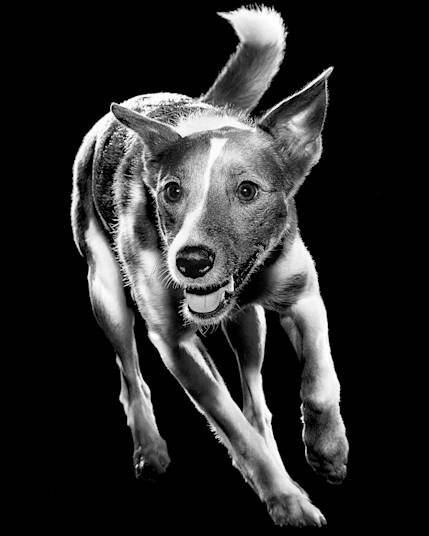 Black and white Jack Russell Terrier running