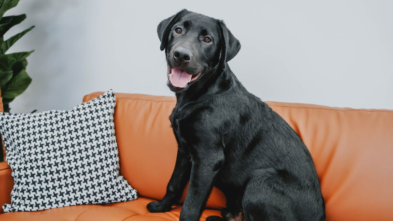 Essential Nutrients for Skin + Coat Health for Dogs Go! Solutions