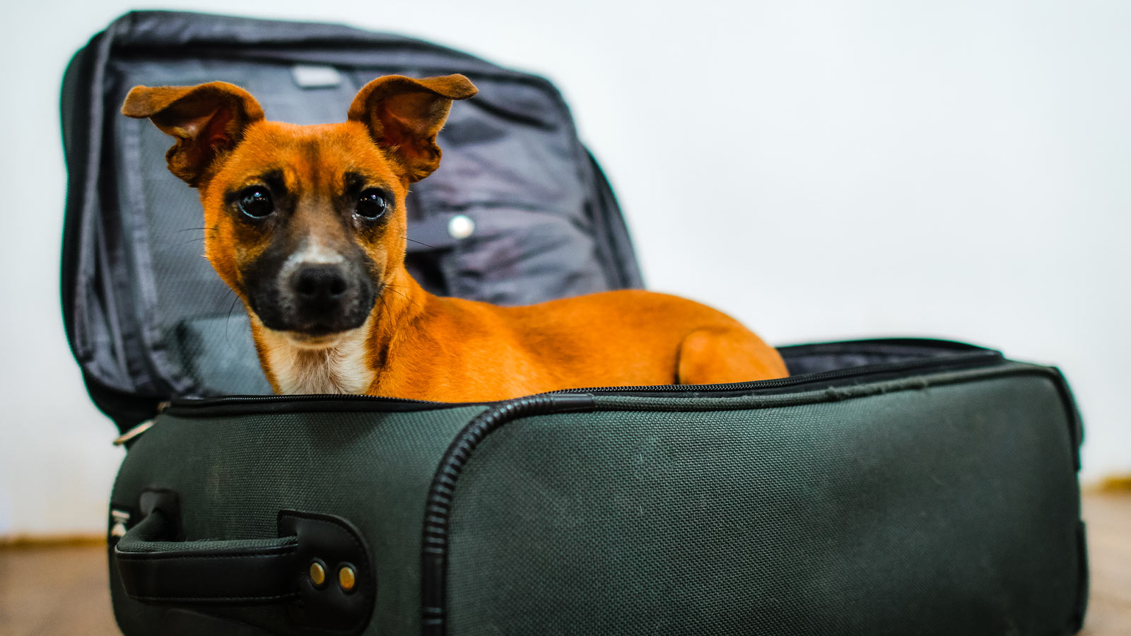 Top Tips for Safely Traveling with Your Dog | Go! Solutions