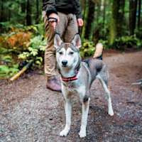 Dog on leash with owner on forest trail