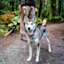 Dog on leash with owner on forest trail