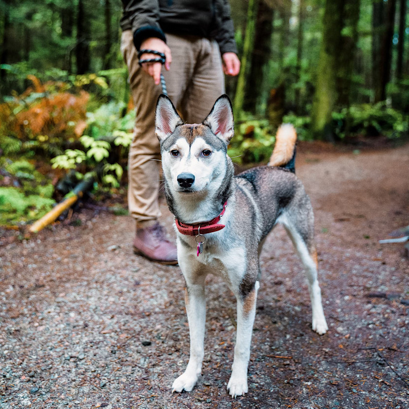 Dog on leash with owner on forest trail