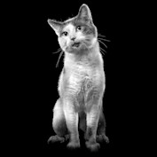 Cat sitting against back blackground