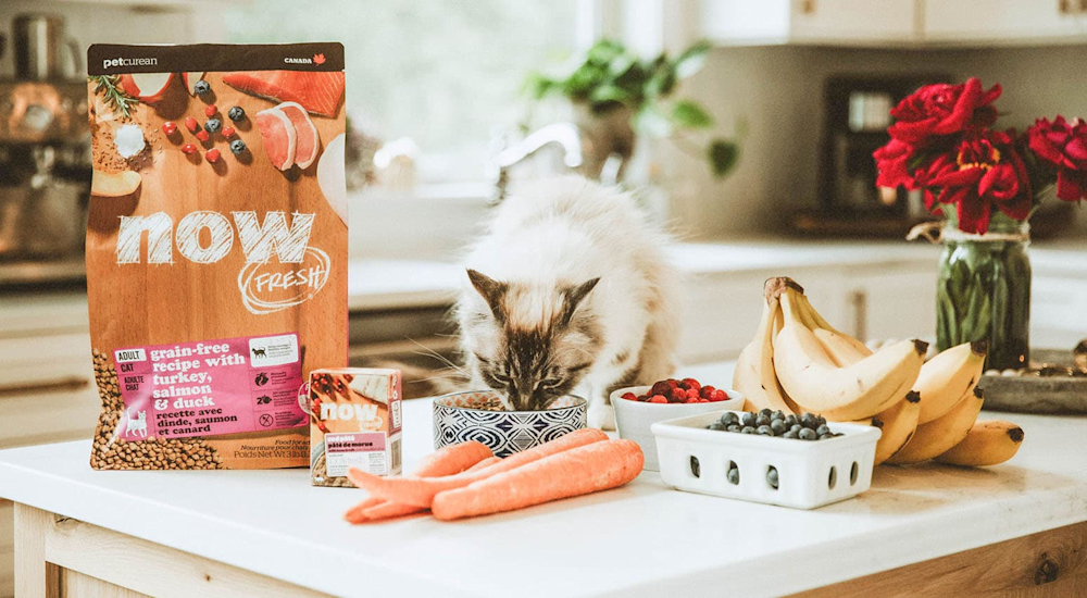 Cat eating Now Fresh kibble on counter with fresh fruits and veggies