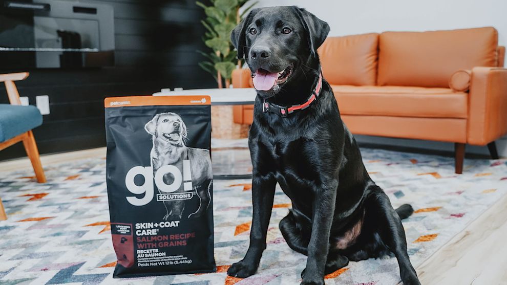 Large breed puppy sitting next to Go! Large Breed Puppy kibble