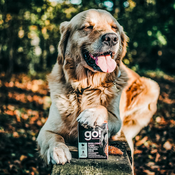 GO! Solutions Skin + Coat Care Turkey + Salmon Pate Wet Dog Food With Grains