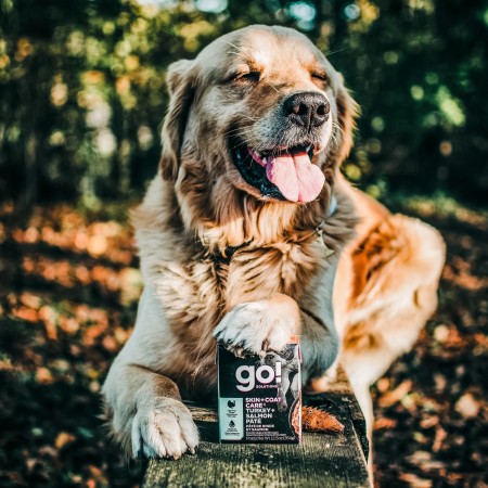 Golden Retriever with paw on top of GO! SOLUTIONS SKIN + COAT CARE for Dogs Tetra Pak