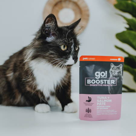 Cat with Go! Booster Digestive Health Tuna + Salmon cat food topper pouch