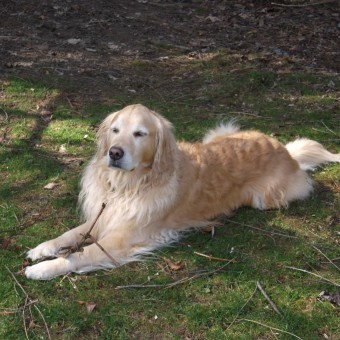 Emma the Golden Retriever laying on the grass