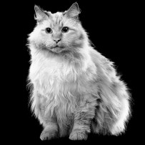 White fluffy cat