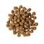Go! Solutions Dental + Immune Health Chicken + Salmon cat kibble