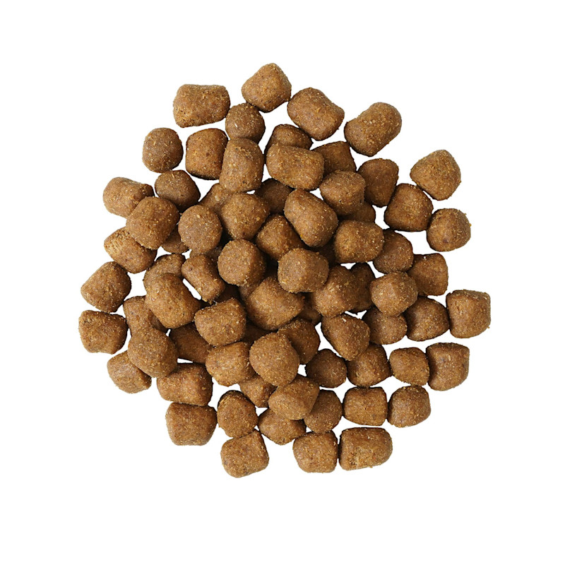 Go! Solutions Dental + Immune Health Chicken + Salmon cat kibble