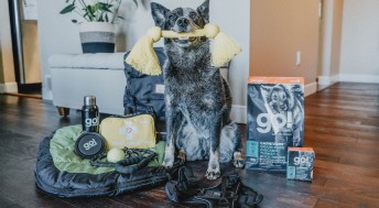 Blue Heeler dog sitting in living room surrounded by supplies and toy in mouth