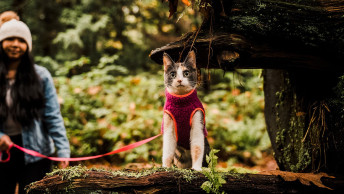 Cat on harness in the woods