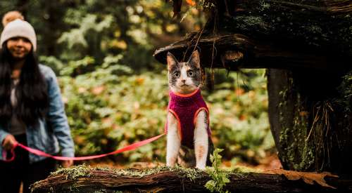 Cat on harness in the woods