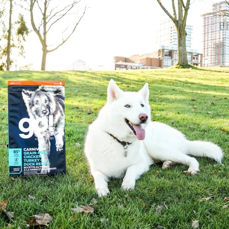 White Siberian Husky laying on grass with bag of GO! SOLUTIONS CARNIVORE Grain-Free Chicken, Turkey + Duck Adult Recipe for Dogs