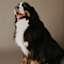 Bernese Mountain Dog
