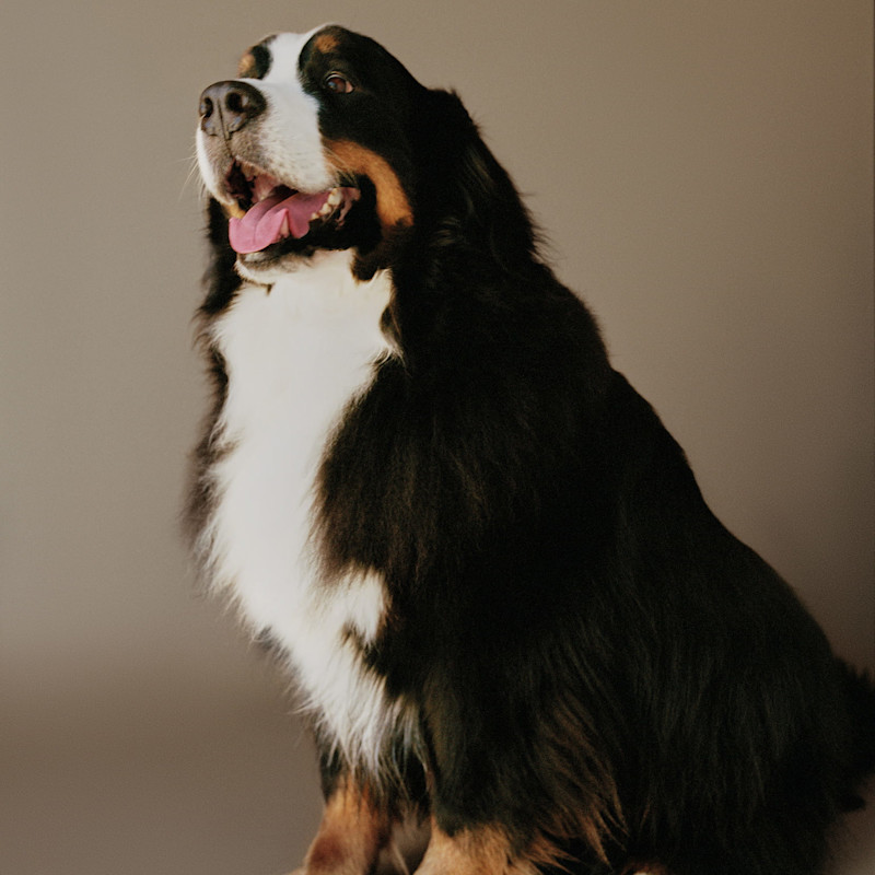 Bernese Mountain Dog