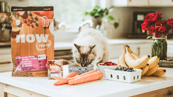 Cat eating Now Fresh kibble on counter with fruits and veggies