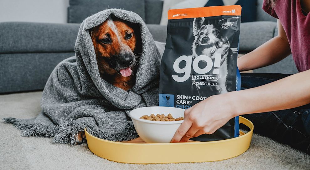 Dog wrapped up in a blanket being fed Go! Solutions kibble