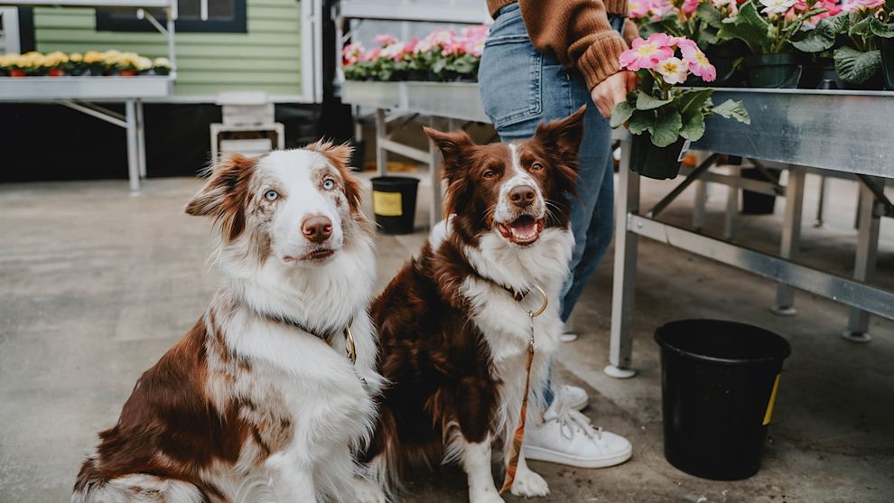 Two dogs on leash in garden centre