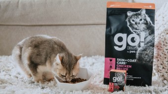 Cat eating kibble from bowl beside GO! SOLUTIONS wet and dry food packaging