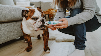 English Bulldog sniffing toothbrush and toothpaste