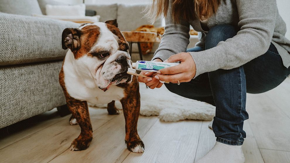 English Bulldog sniffing toothbrush and toothpaste