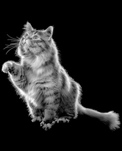 Fluffy cat with paw in the air