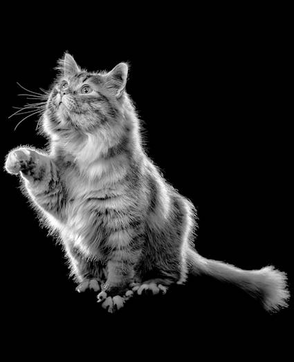 Fluffy cat with paw in the air