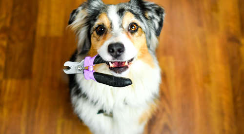 Dog looking at camera with purple nail clippers in mouth