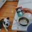 Pitbull dog looking at counter with Go! Solutions Booster Tranquility pouch