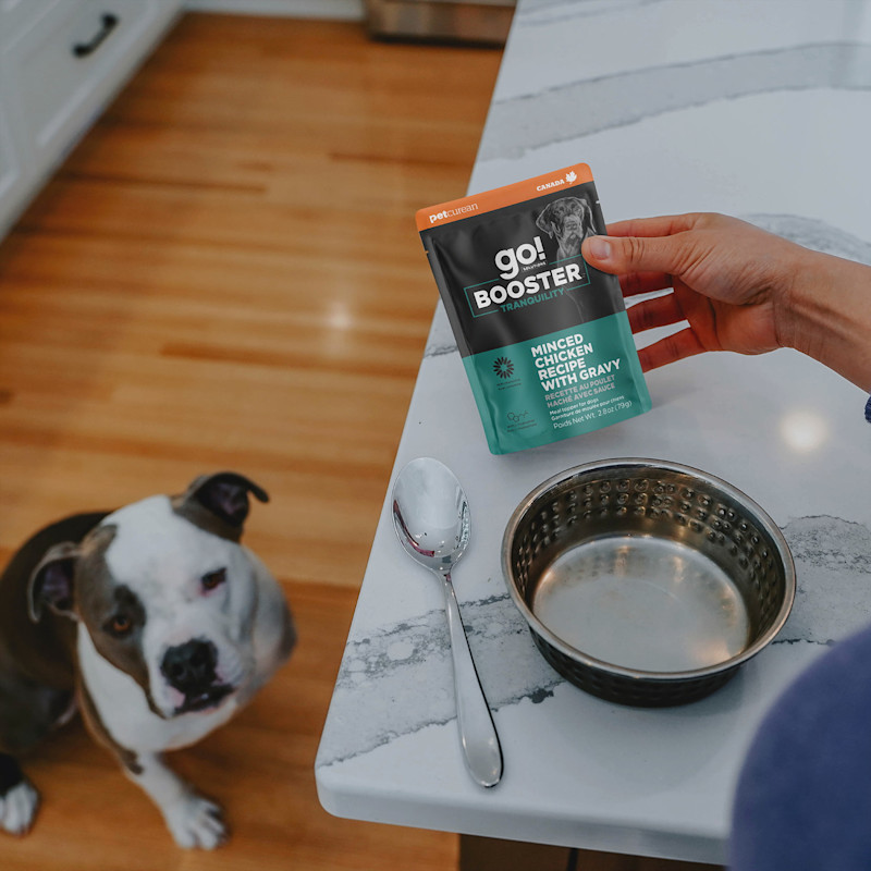 Pitbull dog looking at counter with Go! Solutions Booster Tranquility pouch