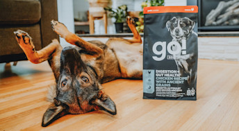 Dog rolling on back with bag of Go! Solutions Digestion + Gut Health dog food
