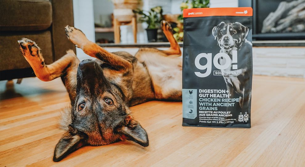 Dog rolling on back with bag of Go! Solutions Digestion + Gut Health dog food