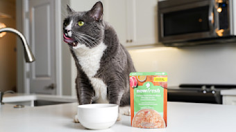 Cat licking lips eating Now Fresh wet cat food