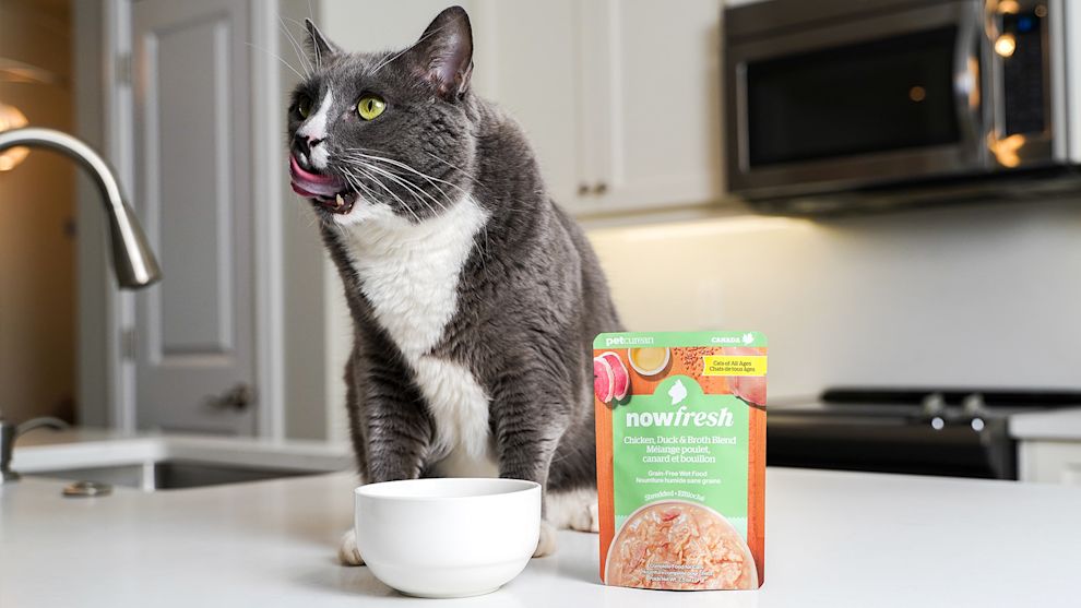 Cat licking lips eating Now Fresh wet cat food