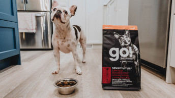 French Bulldog in kitchen beside bowl and GO! SOLUTIONS SENSITIVITIES Limited Ingredient Grain-Free Lamb Recipe kibble bag