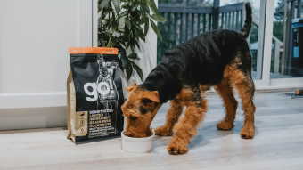 Welsh Terrier dog eating GO! SOLUTIONS kibble