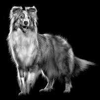 Collie dog in black and white