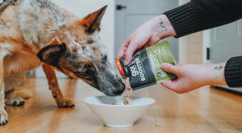 Dog licking Go! Booster food topper being poured on top of kibble