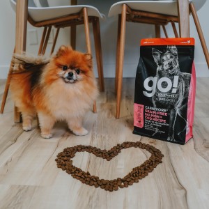 Pomeranian dog with kibble in the shape of a heart