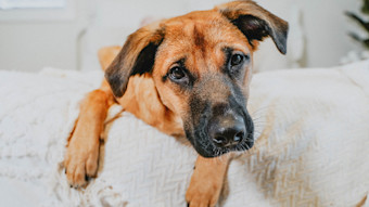 Large breed puppy on white blanket