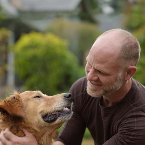 Man petting Golden Retriever dog