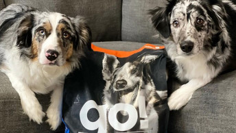 Two dogs sitting on grey couch beside GO! kibble bag