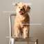 Supports good digestion, healthy weight support, and satisfies your dog's gravy cravings