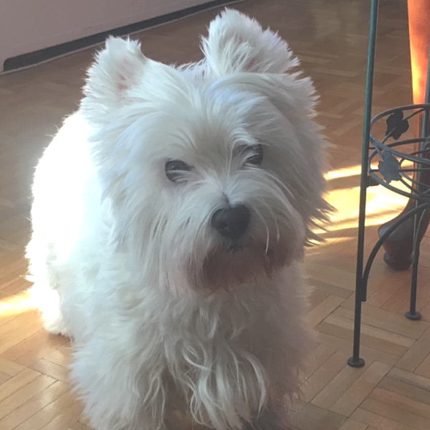 Celtie the West Highland White Terrier