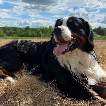 Mack the Bernese Mountain Dog laying on the grass