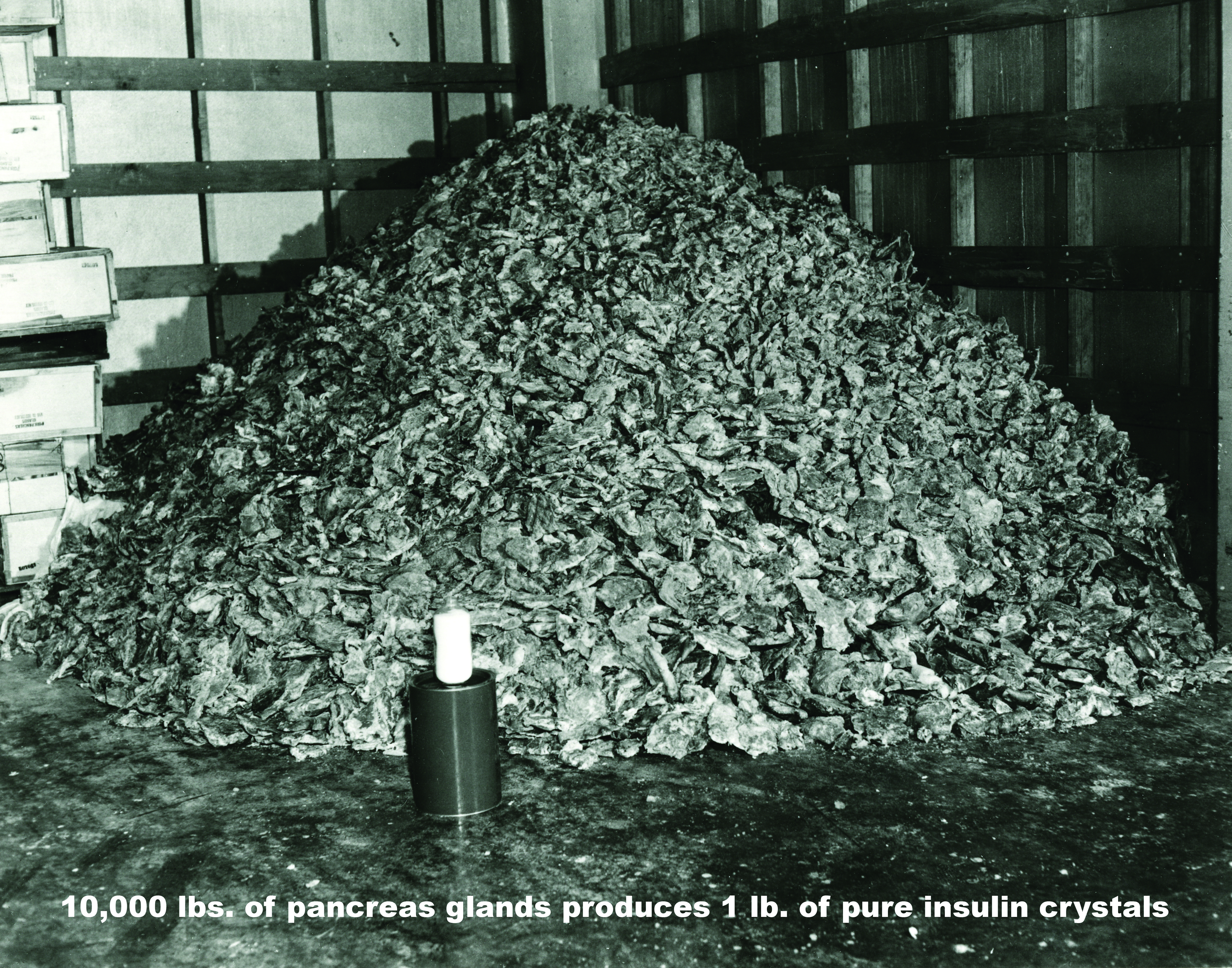 Pancreas glands 1951 with caption.jpg